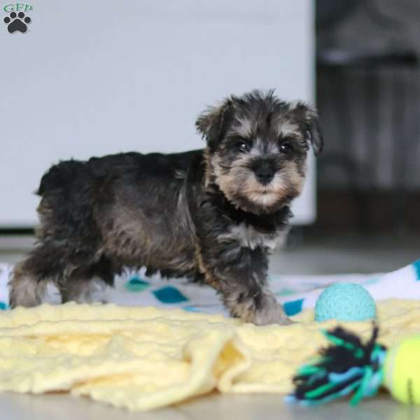 Clementine, Miniature Schnauzer Puppy